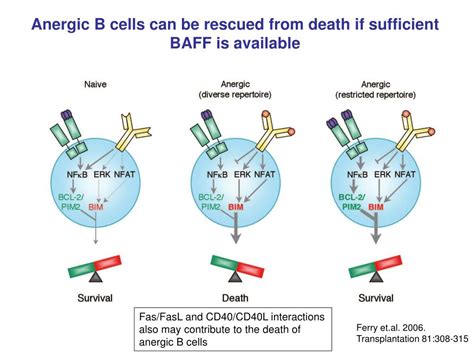 Ppt B Cell Tolerance Powerpoint Presentation Free Download Id6640998