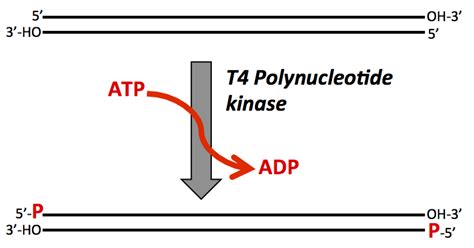 RRResearch: It's the kinase!