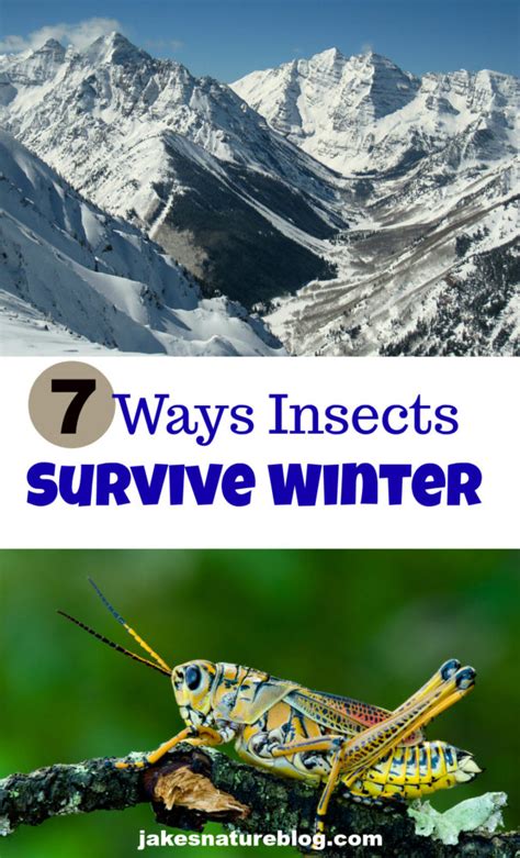 Ways Insects Survive Winter Migrate Hibernate More Jake S