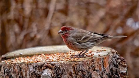 Red Head Sparrow John Gallant Flickr