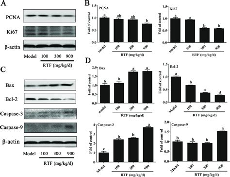 A Protein Levels And Intensity Of Bands Of Pcna Ki67 β Actin In Download Scientific Diagram