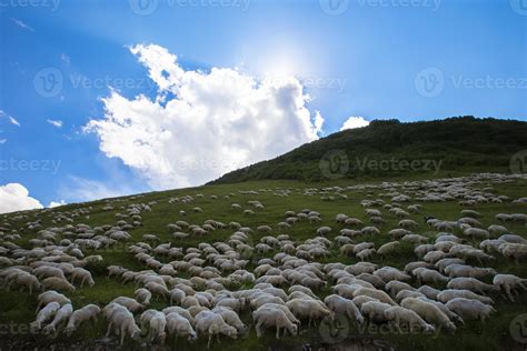 Herden Von Schaf Grasen Auf Das Pisten Von Das Berge Gegen Das