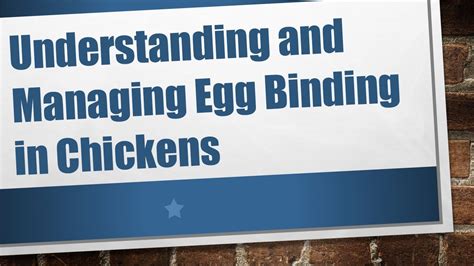 Understanding And Managing Egg Binding In Chickens Youtube