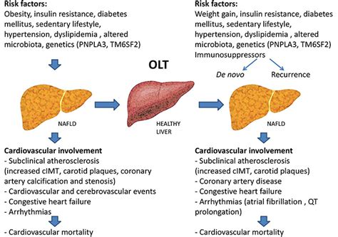 Cardiovascular Involvement After Liver Transplantation Role Of Non Alcoholic Fatty Liver