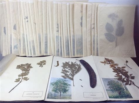 Collection Of Vintage Herbariums Real Vintage Botanical Specimen