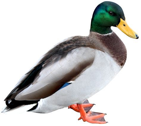 Mallard Png Pic Png Mart