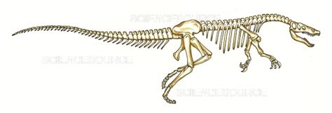 Baryonyx skeleton | Stock Image - Science Source Images