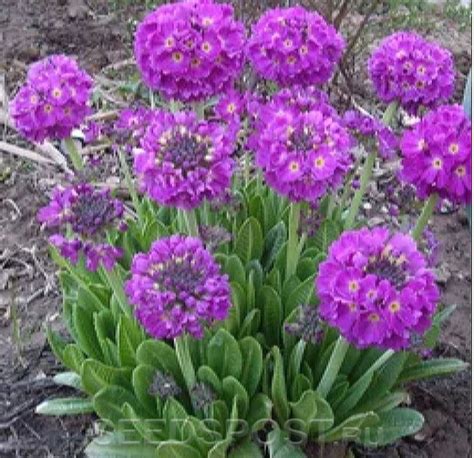 Примула мелкозубчатая Ронсдорфские гибриды, 10 шт. , купить в интернет ...