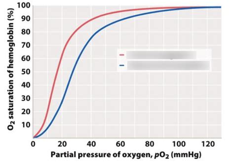 Fetal Vs Adult Hemoglobin Diagram Quizlet