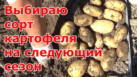 Обзор сортов картофеля прошлого сезона, какой сорт картофеля выберу на ...