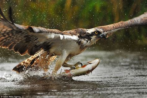 Rare Photos Show Osprey Hunting In Cairngorms Scotland My Care Healthy