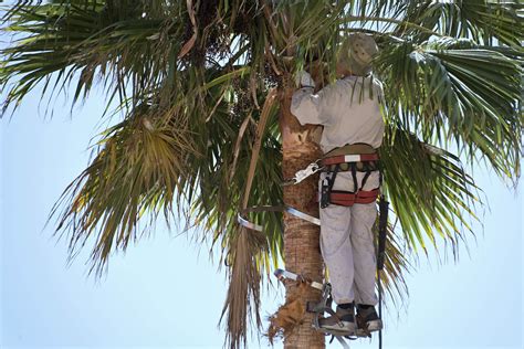 Understanding the Importance of Palm Tree Trimming - LV Palm Trimmers