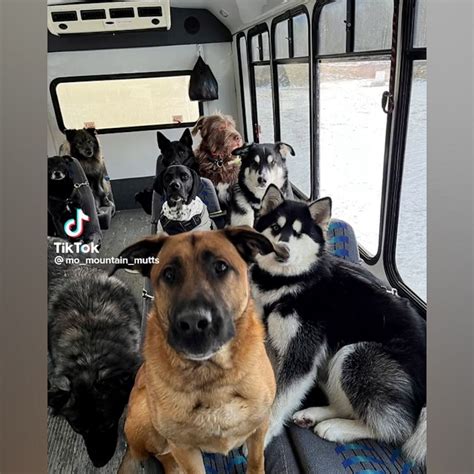 Video This Dog Bus In Alaska Is Everything Abc News