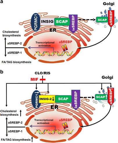 Srebp Sterol Regulatory Element Binding Protein