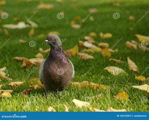 Pidgeon stock image. Image of animal, fall, autumn, green - 16515043