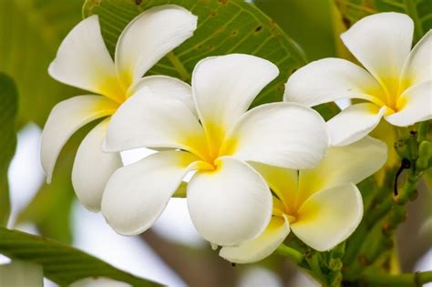 Premium Photo White Frangipani Flower Plumeria Alba With Green Leaves