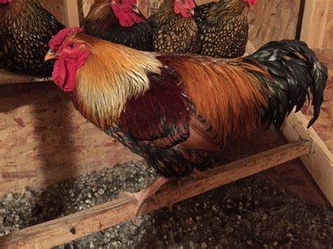 Gold Laced Wyandotte Rooster Backyard Chickens Learn How To Raise Chickens