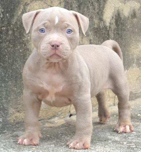 Filhotes Pitbull Pit Monster Cinza Olhos Azuis Parcelamento