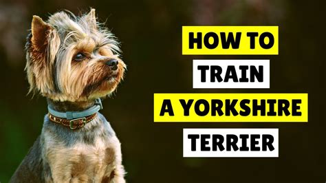 How Do You Train A Yorkie Puppy