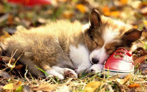 Fall Puppies Wallpapers - Wallpaper Cave