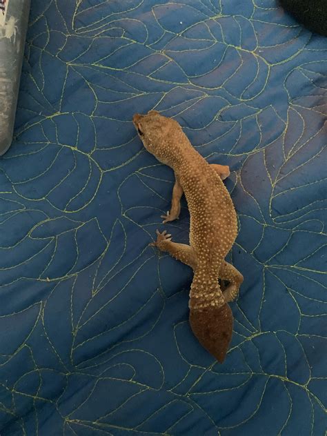 Gecko morph? : r/reptiles