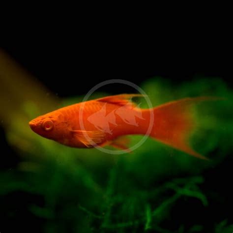 Swordtail Vampire Xiphophorous Hellerii Aquatics Unlimited