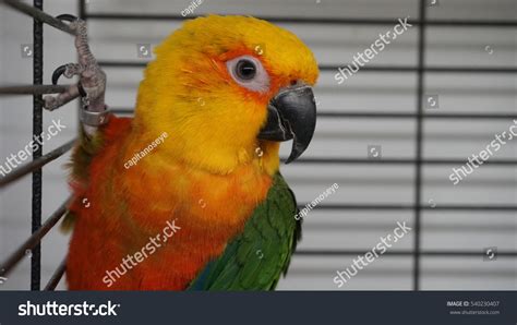 Beautiful Orange Domestic Parrot Bird Stock Photo 540230407 : Shutterstock