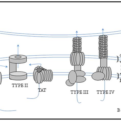 Protein secretion systems secreting proteins to the periplasm or with ...