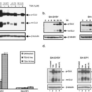 Clusterin Expression Is Increased With HDACI Treatment A NB N Type