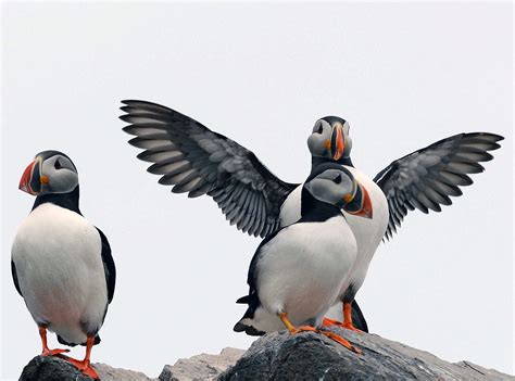 lunde norsk polarinstitutt