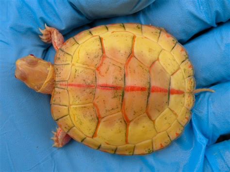 Charcoal Red Ear Sliders Albino Turtles Turtle Morphs