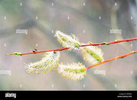 Pussy Willow Buds On A Natural Background Stock Photo Alamy