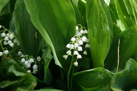 Forest Flowers 2 Stock Photo Image Of Away Blue Ecology 48765734