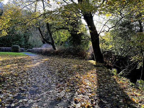 Fallen Leaves Mullaghmore Kenneth Allen Geograph Britain And Ireland