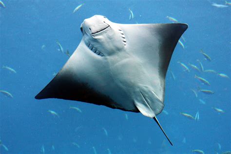 North Carolina Aquarium Makes Surprise Discovery About Their Stingray ...