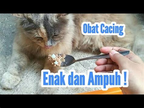 Penyebab Kucing Cacingan Dan Cara Mengobatinya YouTube