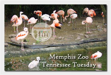 Memphis Zoo: Tennessee Tuesday