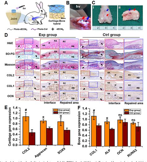 Figure 1 From Fabrication Of Biphasic Cartilage Bone Integrated Scaffolds Based On Tissue