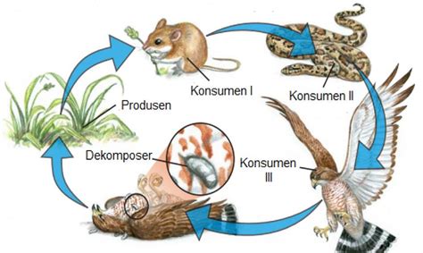 Keterangan Diagram Rantai Makanan Kelompok Pada Ekosistem