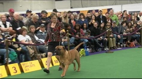 Video Westminster Dog Show Adds New Breeds - ABC News