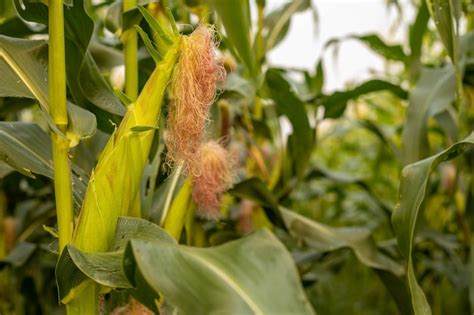 Premium Photo The Green Corn Stalks Are Popping Ears