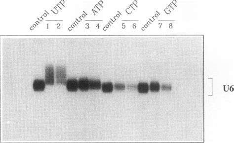 Labeled U6 snRNA is elongated in the presence of an excess of cold UTP ... 