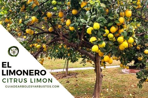 Como Y Cuando Plantar Un Limonero Consejos Y Trucos La 48 Off