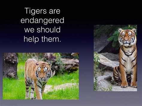 Sumatran tigers | PDF