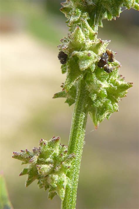 Index of /Flowers/O/Orache(Common)/from2/