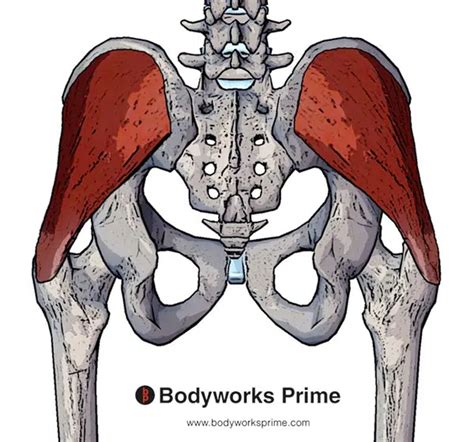 Gluteus Medius Muscle Flashcards Bodyworks Prime