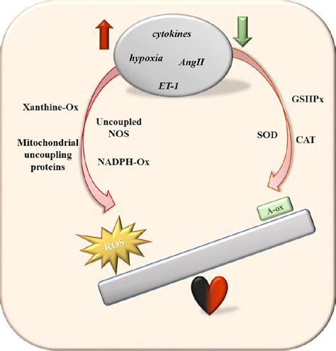 Oxidative Stress And Heart Disease The Thyroid Hormone Mediation