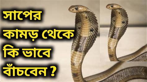 সাপে কামড়ালে কি করবেন কি করবেন না Saperkamor Snakebite Snake