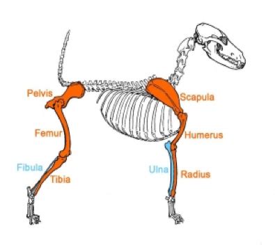 Is A Dogs Tail Cartilage Or Bone