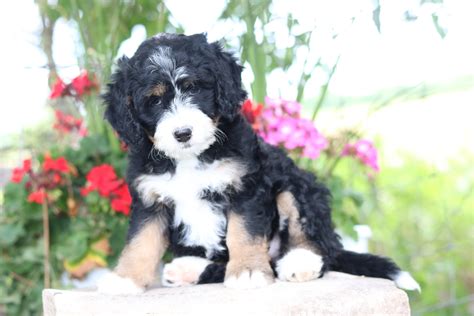 Female Mini Bernedoodle